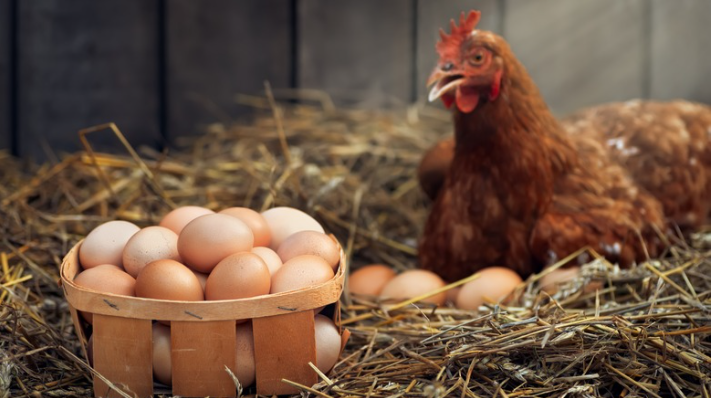 The Egg Deleup Process: Revolutionizing Egg Production The Egg Deleup Process: Revolutionizing Egg Production