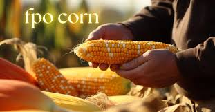 FPO Corn: Empowering Farmers Through Collective Farming FPO Corn